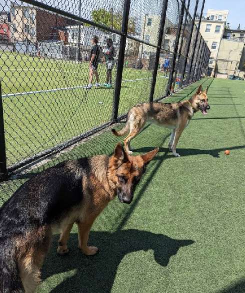 Image of Bundy Dog Park park in Washington, Illinois, United States Image of Bundy Dog Park park in washington, illinois, united-states