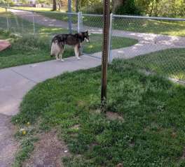 Image of Cottonwood Dog Park park in Salt Lake City, Utah, United States Image of Cottonwood Dog Park park in salt-lake-city, utah, united-states