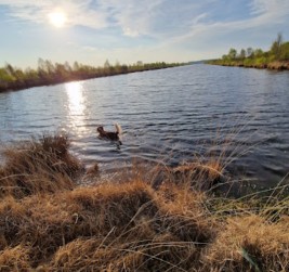Image of Ewiges Meer und Umgebung park in Eversmeer, Lower Saxony, Germany Image of Ewiges Meer und Umgebung park in eversmeer, lower-saxony, germany