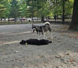 Image of Ridgewood Dog Park park in Ridgewood, New Jersey, United States Image of Ridgewood Dog Park park in ridgewood, new-jersey, united-states