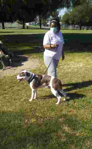 Image of First & Bullard (O) Dog Park park in Fresno, California, United States Image of First & Bullard (O) Dog Park park in fresno, california, united-states