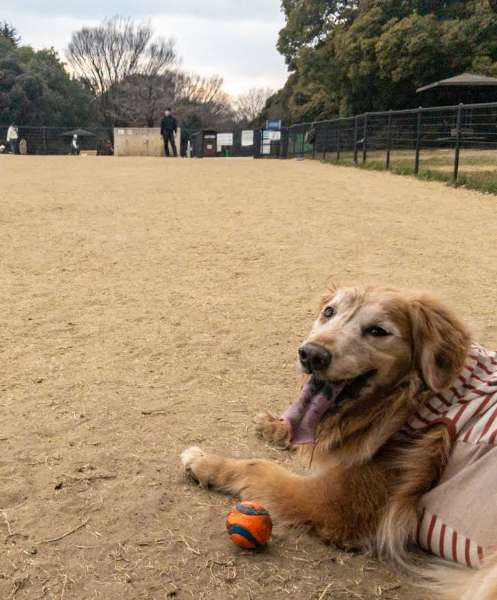 Image of Showa Memorial Park Dog Run park in Tachikawa, Tokyo, Japan Image of Showa Memorial Park Dog Run park in tachikawa, tokyo, japan