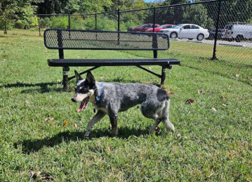 Image of Cochran Hill Dog Run (Members Only) park in Louisville, Colorado, United States Image of Cochran Hill Dog Run (Members Only) park in louisville, colorado, united-states