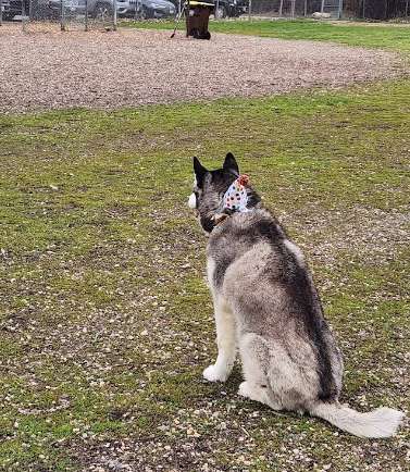 Image of Savage Dog Park park in savage, minnesota, united-states