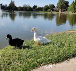 Image of Wadley-Barron Park park in Midland, Michigan, United States Image of Wadley-Barron Park park in midland, michigan, united-states