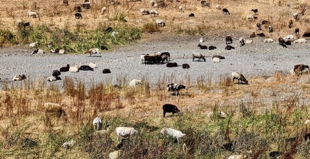 Image of Beard Staging Area, Alameda Creek Regional Trail park in Fremont, California, United States Image of Beard Staging Area, Alameda Creek Regional Trail park in fremont, california, united-states