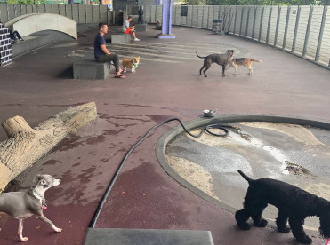 Image of Parks Dog Run park in New York, New York, United States Image of Parks Dog Run park in new-york, new-york, united-states