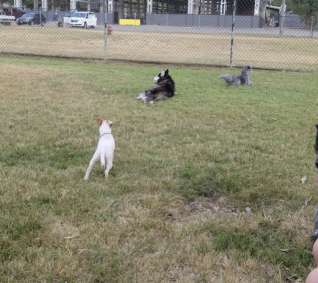 Image of Chattanooga Chew Chew Canine Park park in Chattanooga, Tennessee, United States Image of Chattanooga Chew Chew Canine Park park in chattanooga, tennessee, united-states