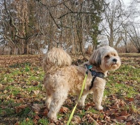 Image of Helfenberger Park park in dresden, sachsen, germany