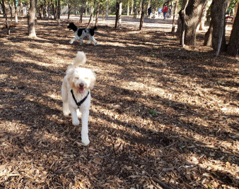 Image of Blanco Road Dog Park in Phil Hardberger Park park in San Antonio, Texas, United States Image of Blanco Road Dog Park in Phil Hardberger Park park in san-antonio, texas, united-states