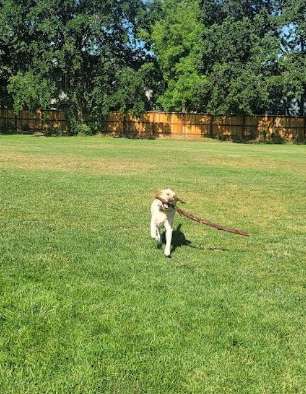 Image of Walnut Park Unfenced Offleash Dog Area park in Davis, California, United States Image of Walnut Park Unfenced Offleash Dog Area park in davis, california, united-states