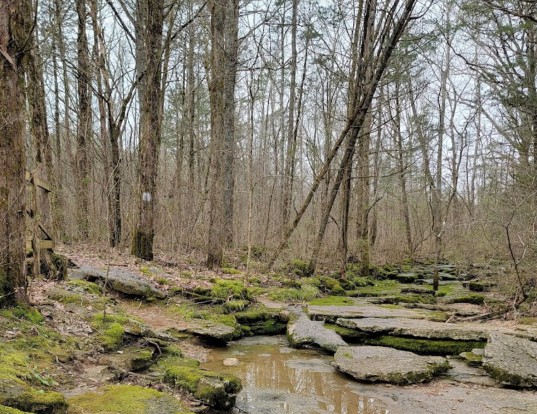 Image of Cedars of Lebanon State Park park in Lebanon, Indiana, United States Image of Cedars of Lebanon State Park park in lebanon, indiana, united-states