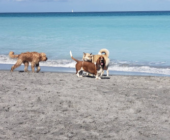 Image of Dog Beach park in Jupiter, Florida, United States Image of Dog Beach park in jupiter, florida, united-states