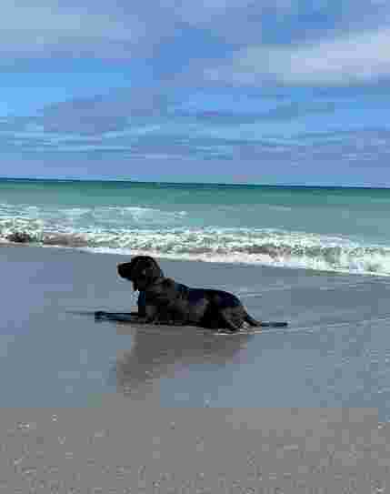 Image of Dog Beach park in Jupiter, Florida, United States Image of Dog Beach park in jupiter, florida, united-states