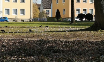 Image of Grünanlage Ecke Georg- Lemgoer Straße park in Detmold, Nordrhein-Westfalen, Germany Image of Grünanlage Ecke Georg- Lemgoer Straße park in detmold, nordrhein-westfalen, germany