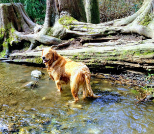 Image of Dog Off Leash Park - Stoney Creek park in Abbotsford, British Columbia, Canada Image of Dog Off Leash Park - Stoney Creek park in abbotsford, british-columbia, canada