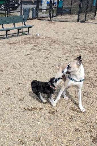 Image of Pine Banks Dog Park park in Melrose, Massachusetts, United States Image of Pine Banks Dog Park park in melrose, massachusetts, united-states