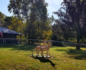 Image of Shady Trails Family Campground park in Hillsboro, Oregon, United States Image of Shady Trails Family Campground park in hillsboro, oregon, united-states