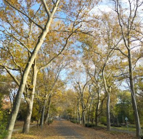 Image of Erzsébet Liget park in Szeged, Csongrad, Hungary Image of Erzsébet Liget park in szeged, csongrad, hungary
