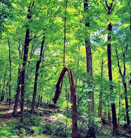Image of Turkey Mountain Nature Preserve park in Yorktown Heights, New York, United States Image of Turkey Mountain Nature Preserve park in yorktown-heights, new-york, united-states