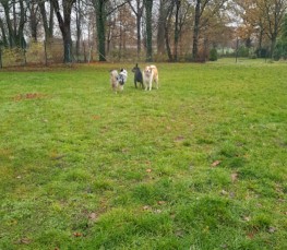 Image of Hundewiese Hundefreilauffläche Pelkum park in Hamm, Nordrhein-Westfalen, Germany Image of Hundewiese Hundefreilauffläche Pelkum park in hamm, nordrhein-westfalen, germany