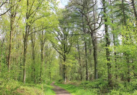 Image of Brede Zeyp boswandeling park in Lier, Antwerpen, Belgium Image of Brede Zeyp boswandeling park in lier, antwerpen, belgium