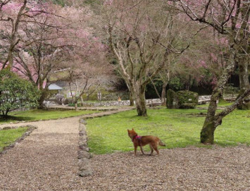あきつの小野公園 Dog Park in Kawakami | Reviews and Am