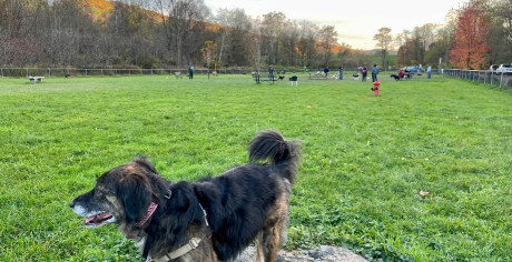 Image of Canine Commons Dog Park park in Binghamton, New York, United States Image of Canine Commons Dog Park park in binghamton, new-york, united-states