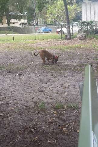 Image of Macleay island dog Park park in Macleay Island, Queensland, Australia Image of Macleay island dog Park park in macleay-island, queensland, australia
