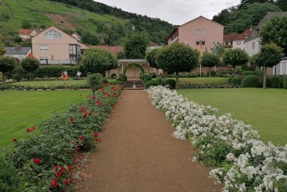 Image of Rosengarten Klingenberg am Main park in Klingenberg am Main, Bavaria, Germany Image of Rosengarten Klingenberg am Main park in klingenberg-am-main, bavaria, germany