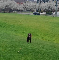 Image of Powerlines Area (Legana - Toombah Street) Dog Off Leash Area park in Mount Waverley, Victoria, Australia Image of Powerlines Area (Legana - Toombah Street) Dog Off Leash Area park in mount-waverley, victoria, australia