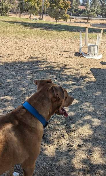Image of Woodward Dog Park park in Fresno, California, United States Image of Woodward Dog Park park in fresno, california, united-states