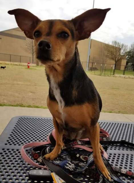 Image of Rosemeade Dog Park park in Carrollton, Georgia, United States Image of Rosemeade Dog Park park in carrollton, georgia, united-states