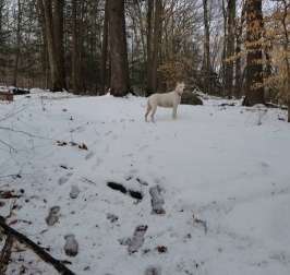 Image of Putnam Valley Town Dog Park park in Mohegan Lake, New York, United States Image of Putnam Valley Town Dog Park park in mohegan-lake, new-york, united-states