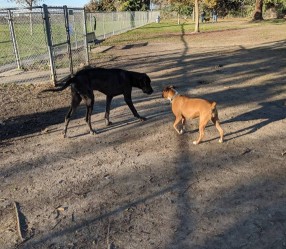 Image of Arbor Dog Park park in Los Alamitos, California, United States Image of Arbor Dog Park park in los-alamitos, california, united-states