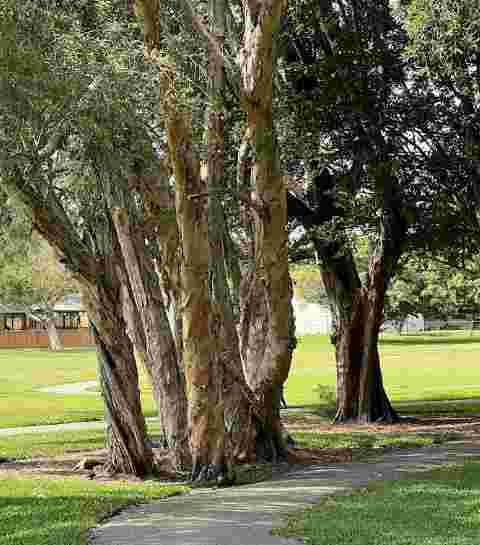 Image of Rainbow Lakes Park park in Pembroke Pines, Florida, United States Image of Rainbow Lakes Park park in pembroke-pines, florida, united-states