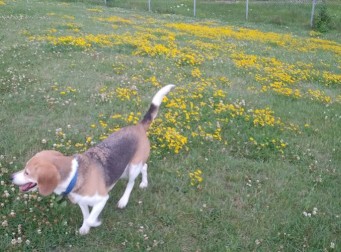Image of Dog Park park in Candiac, Quebec, Canada Image of Dog Park park in candiac, quebec, canada