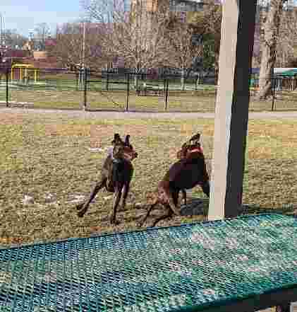 Image of Rotary Park/Lapeer Dog Park park in Lapeer, Michigan, United States Image of Rotary Park/Lapeer Dog Park park in lapeer, michigan, united-states