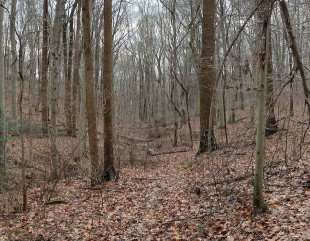 Image of Shiprock Woods Nature Preserve park in Willow Street, Pennsylvania, United States Image of Shiprock Woods Nature Preserve park in willow-street, pennsylvania, united-states