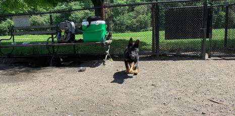 Image of Canine Court park in New York, New York, United States Image of Canine Court park in new-york, new-york, united-states