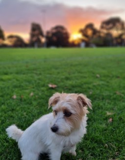 Image of Goodwood Oval dog park park in Millswood, South Australia, Australia Image of Goodwood Oval dog park park in millswood, south-australia, australia
