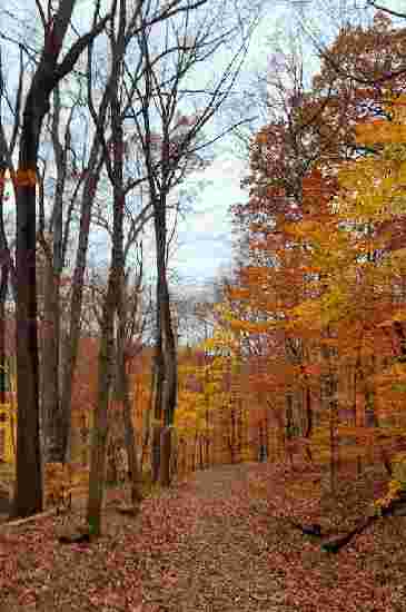 Image of South Mountain - Fairy Trail park in Millburn, New Jersey, United States Image of South Mountain - Fairy Trail park in millburn, new-jersey, united-states