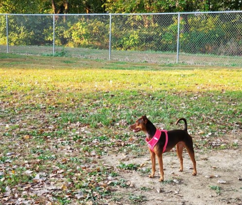 Image of Eddie Jones Dog Park park in Jackson, California, United States Image of Eddie Jones Dog Park park in jackson, california, united-states