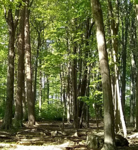 Image of Mid-Wood Oxley Park park in Chatham, Ontario, Canada Image of Mid-Wood Oxley Park park in chatham, ontario, canada