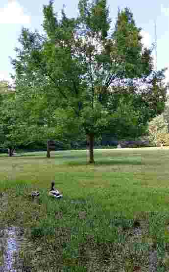 Image of Ray’s Meadow Local Park park in Chevy Chase, Maryland, United States Image of Ray’s Meadow Local Park park in chevy-chase, maryland, united-states