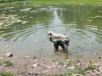 Image of Thornberry Off-leash Dog Park park in Iowa City, Iowa, United States Image of Thornberry Off-leash Dog Park park in iowa-city, iowa, united-states