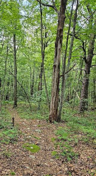 Image of Thunder Swamp Trail Junction park in East Stroudsburg, Pennsylvania, United States Image of Thunder Swamp Trail Junction park in east-stroudsburg, pennsylvania, united-states