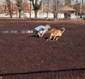 Image of Town of Oyster Bay Dog Park park in New York, New York, United States Image of Town of Oyster Bay Dog Park park in new-york, new-york, united-states