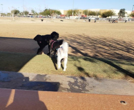 Image of Crossroads District Park park in Gilbert, Arizona, United States Image of Crossroads District Park park in gilbert, arizona, united-states