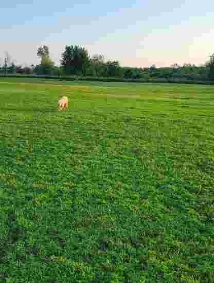 Image of King Road Leash Free Dog Park park in Burlington, Ontario, Canada Image of King Road Leash Free Dog Park park in burlington, ontario, canada
